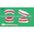 Giant Tooth Brushing Model,dental care model